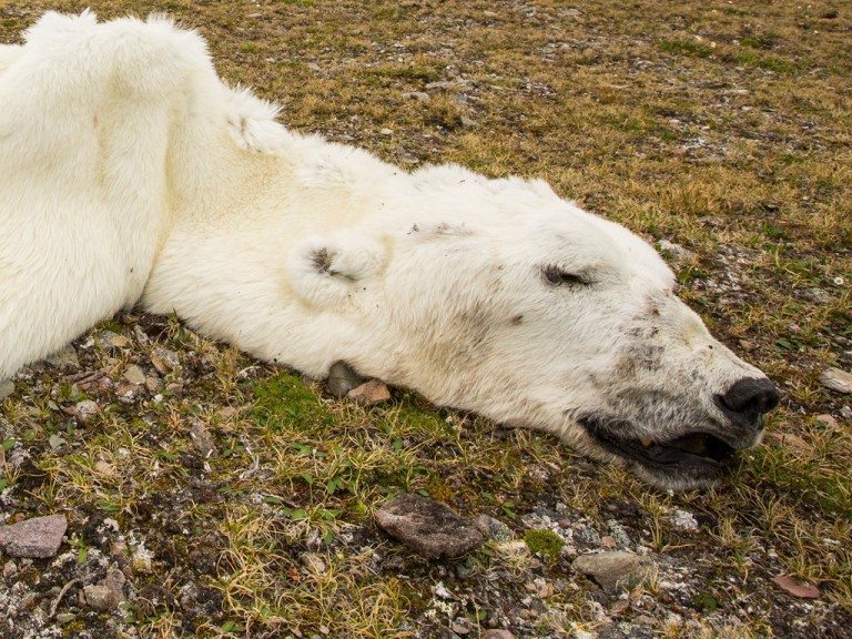 A male Polar Bear